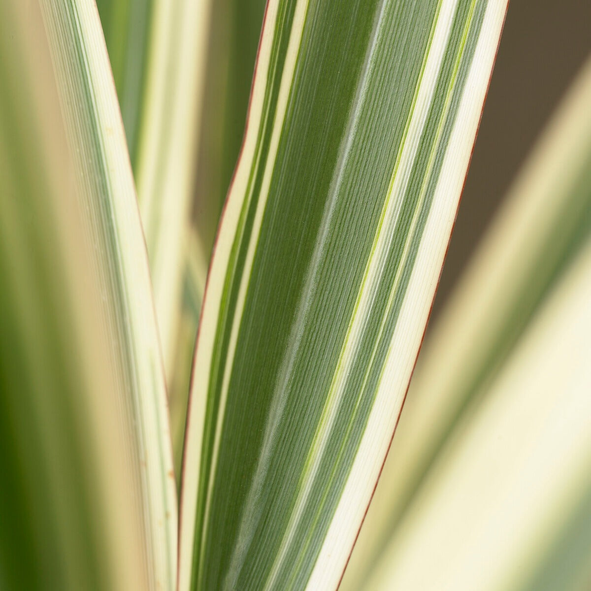 Neuseeländischer Flachs Tricolor - Phormium cookianum Tricolor - Willemse