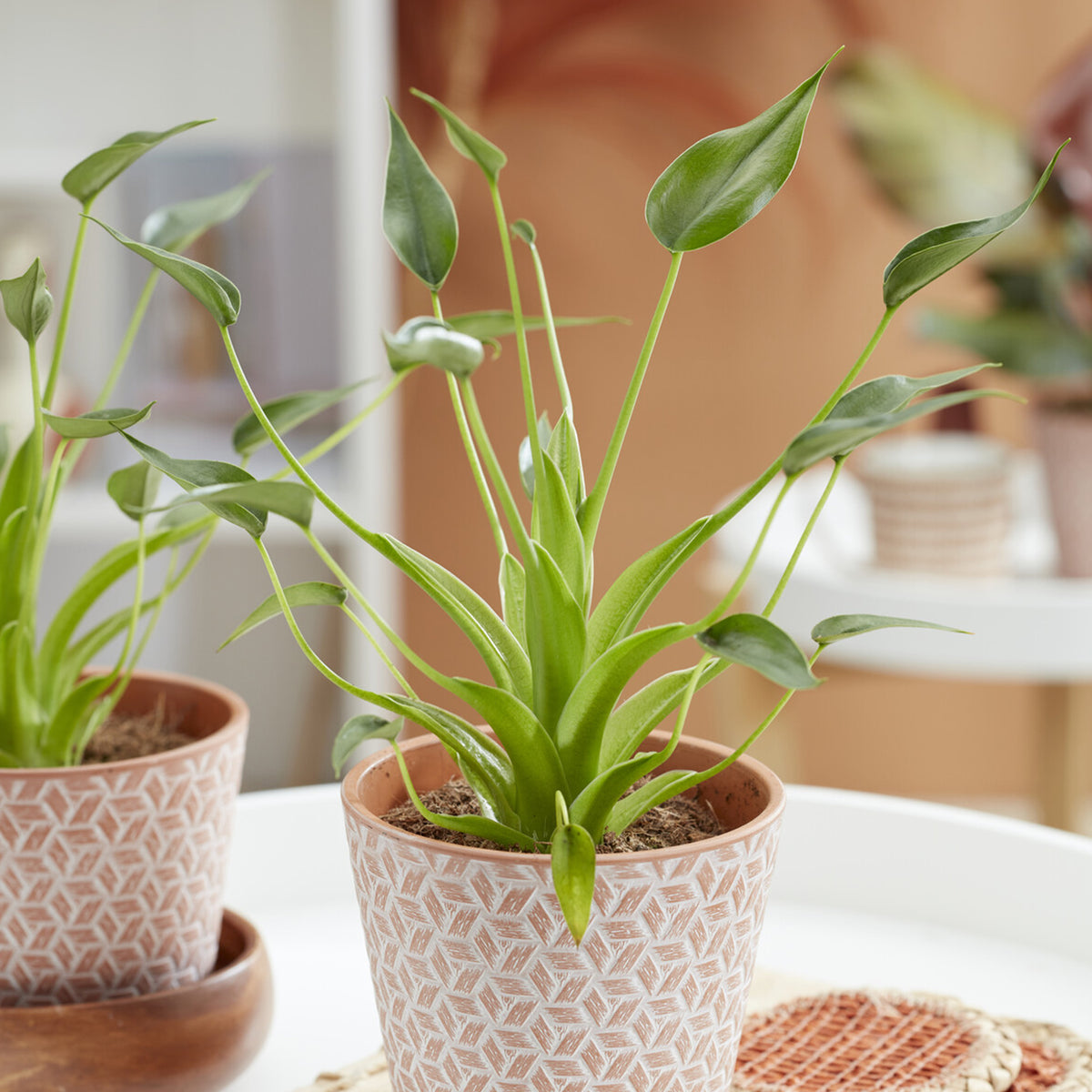 Alocasia Tiny Dancer - Willemse