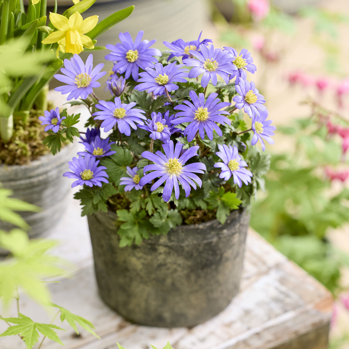 Griechische Windröschen (x20) - Anemone blanda - Willemse