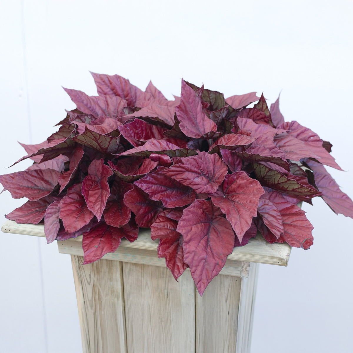 Begonie Inca Flame - Willemse
