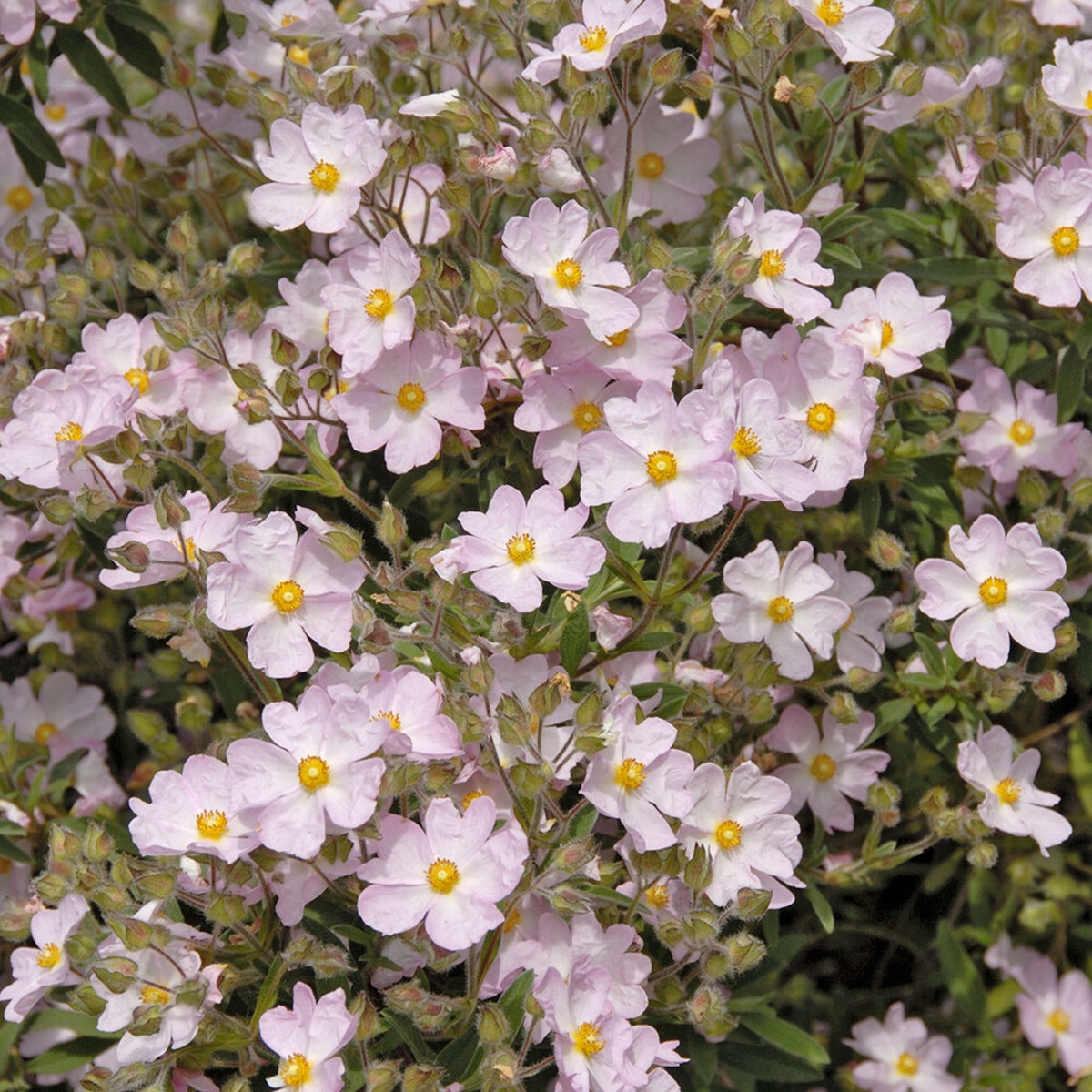 Zistrose Silver Pink - Willemse