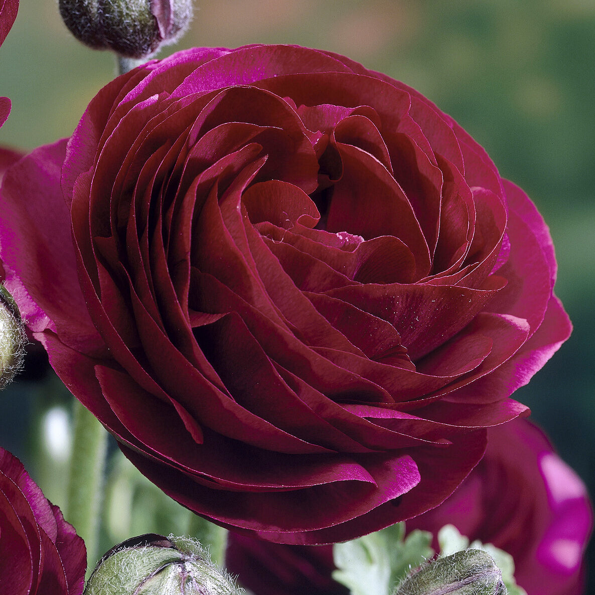 Asiatische Ranunkeln ‘Pauline Violet’ (x10) - Ranunculus Pauline Violet - Willemse