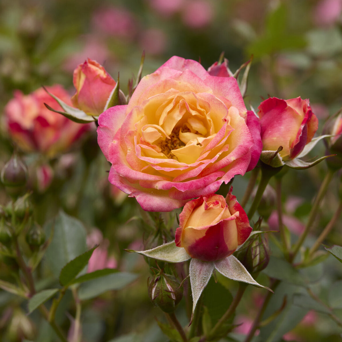 Zwergrose Little Sunset® - Willemse