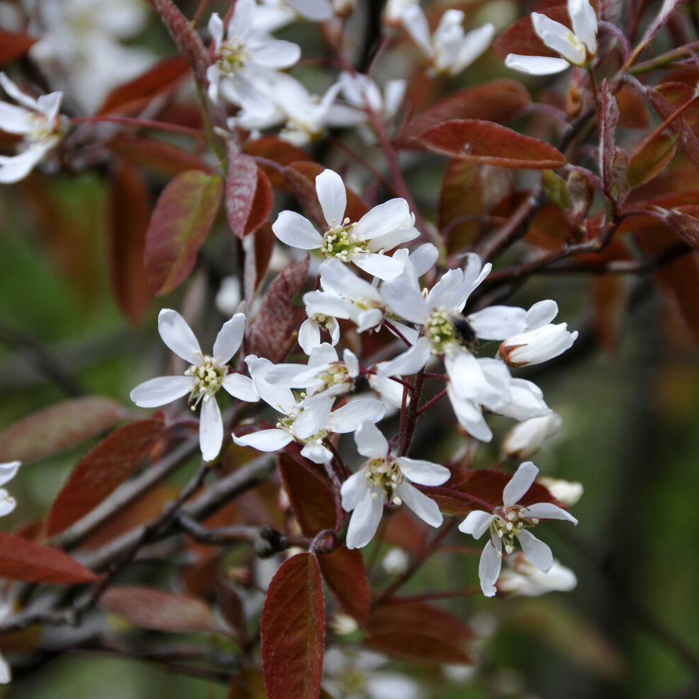 Felsenbirne (Amelanchier laevis) - Willemse