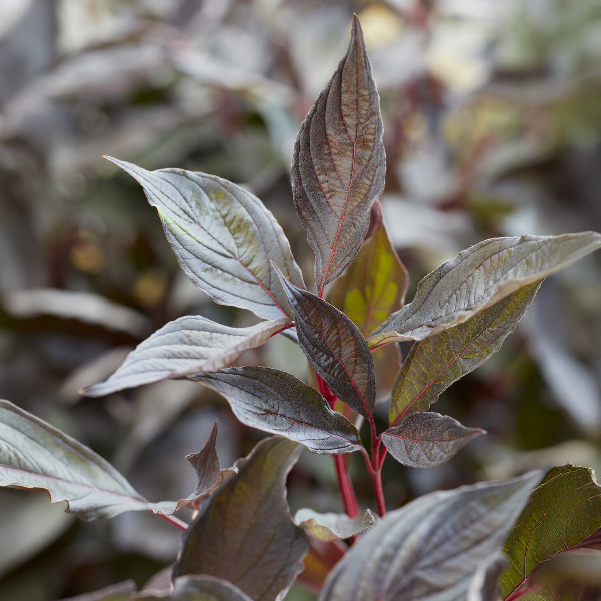 Weißer Hartriegel ‘Nightfall’® - Willemse