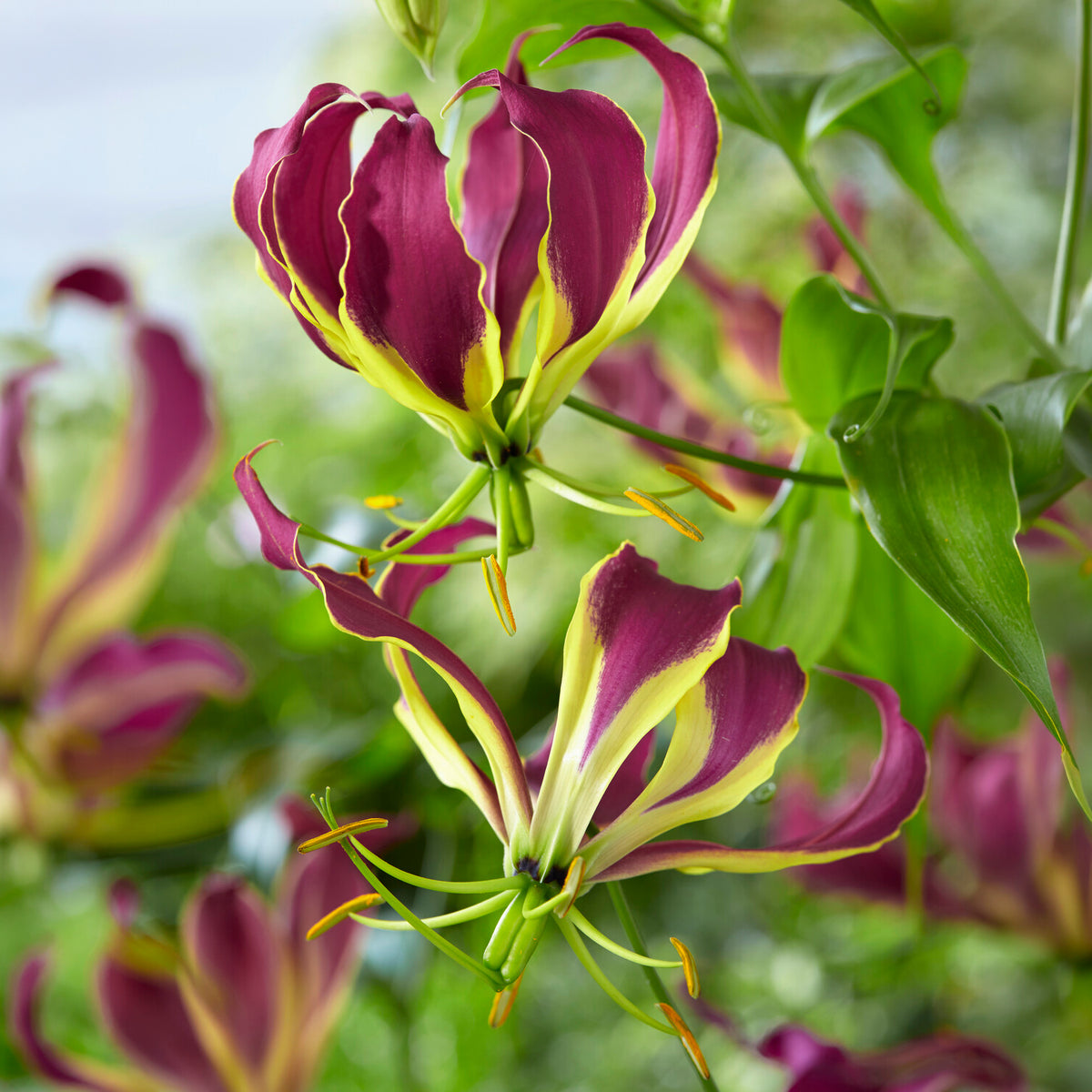 Ruhmeskrone - Willemse