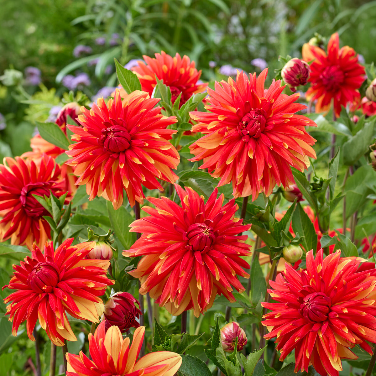 Dahlie Jablou - Dahlia Jablou - Willemse