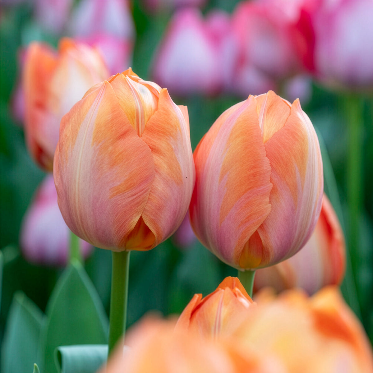 Darwin-Tulpe Apricot van Eijk - Tulipa Apricot van Eijk - Willemse