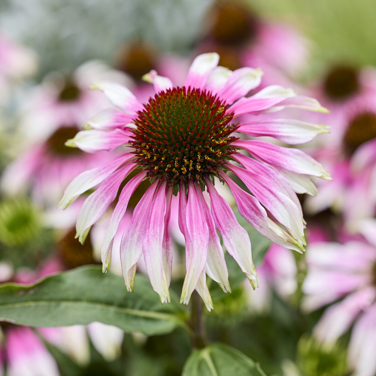 Sonnenhut 'Special White Purple' - Willemse