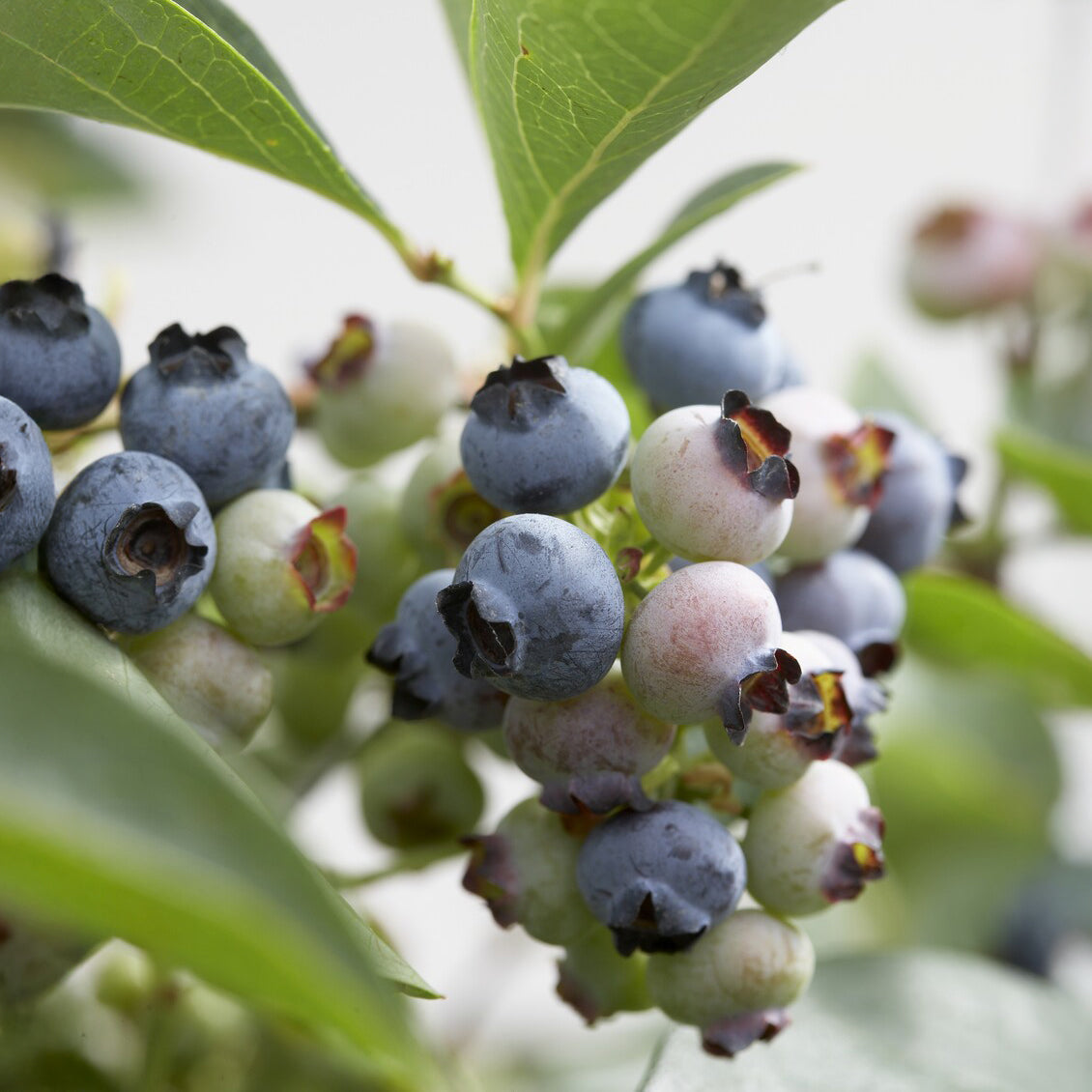 Heidelbeere ‘Chandler’ - Vaccinium corymbosum Chandler - Willemse