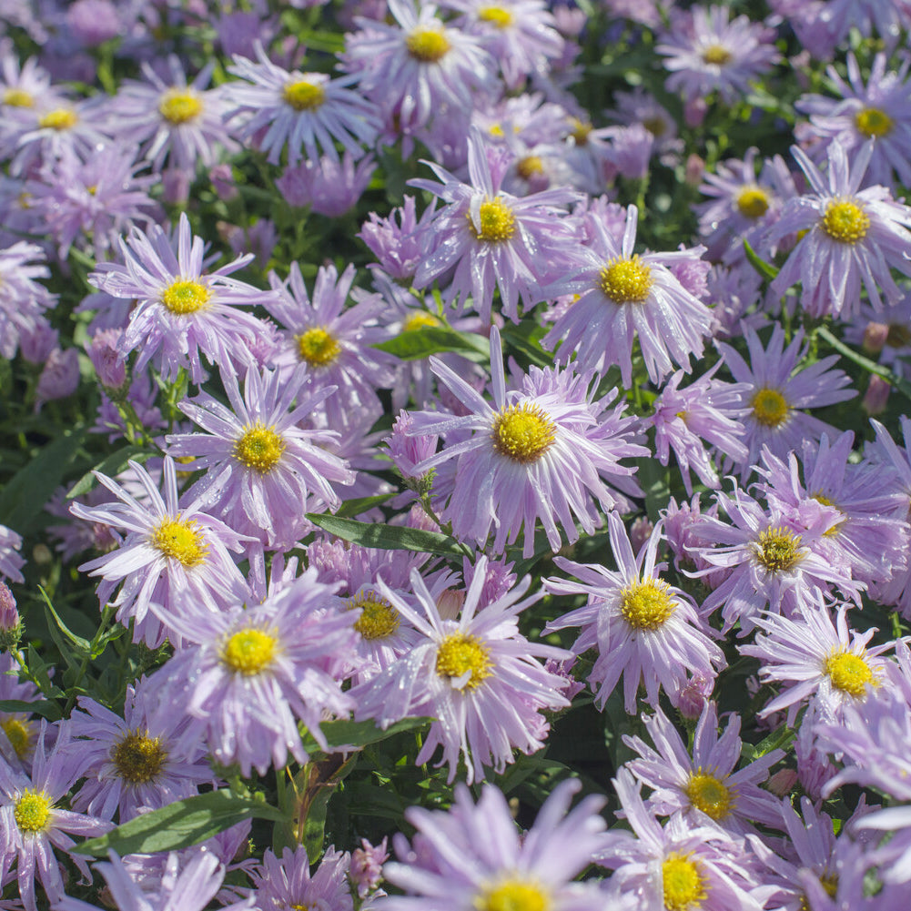 Glattblatt-Aster 'Fellowship' - Aster novi-belgii fellowship - Willemse