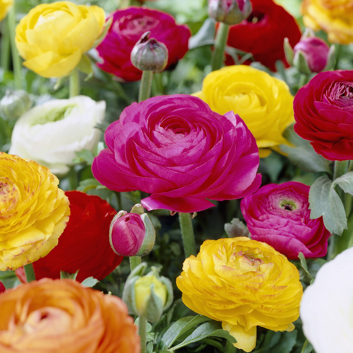 Ranunkel Mischung - Ranunculus asiaticus - Willemse