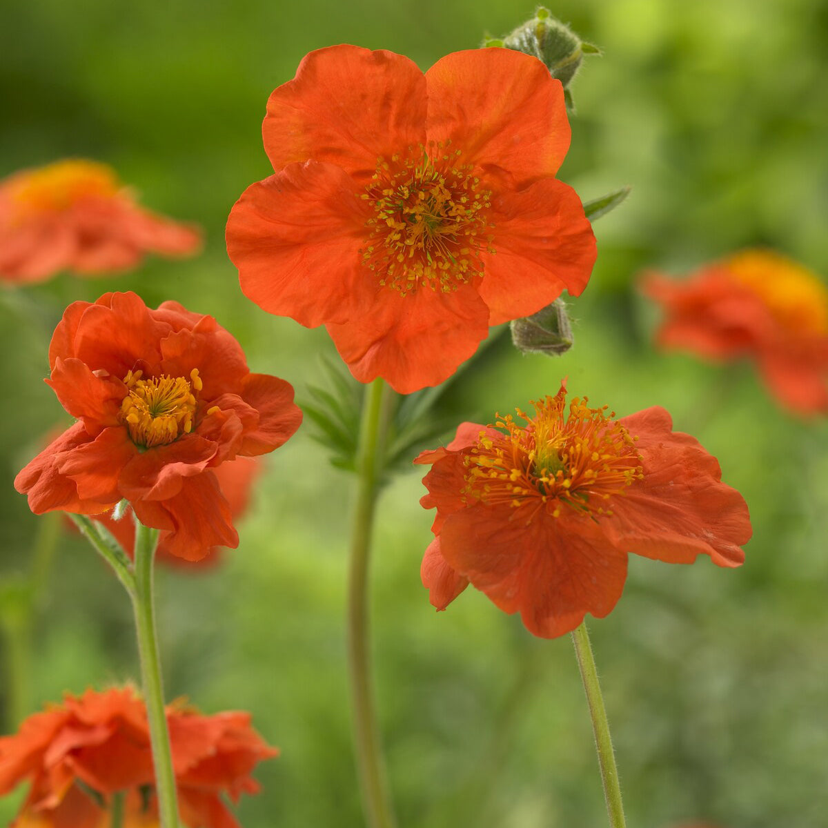 Nelkenwurz 'Borisii' - Willemse