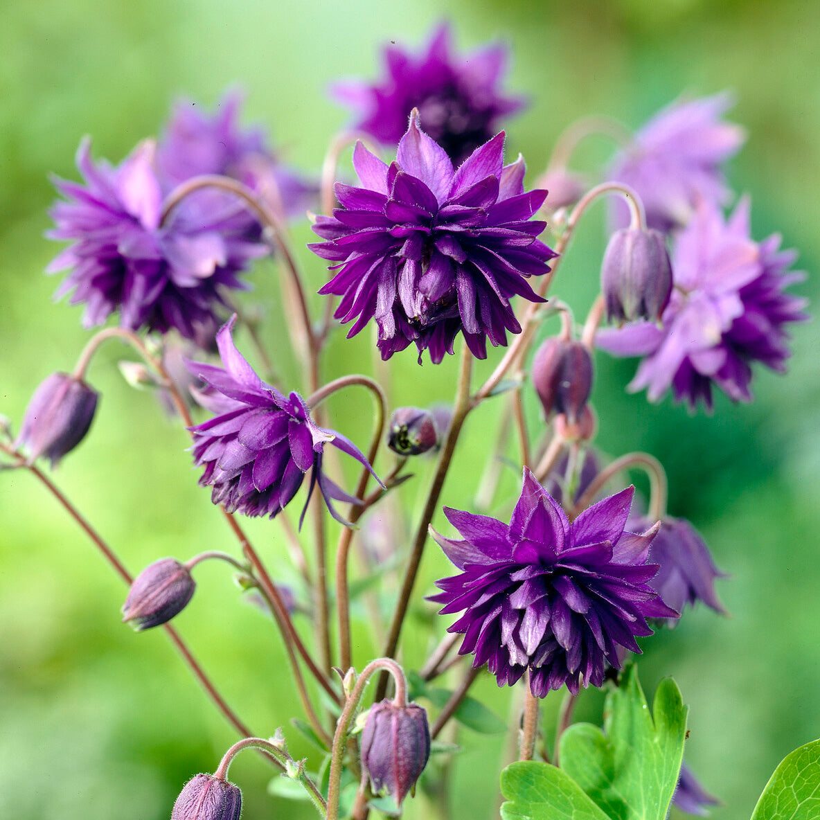 Garten-Akelei 'Blue Barlow' - Willemse