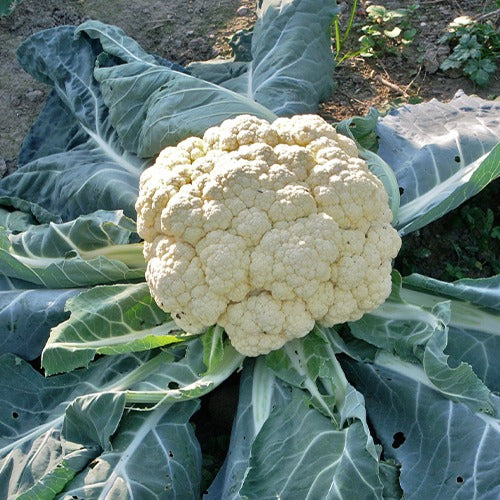 Blumenkohl Wunder aller Jahreszeiten - Brassica oleracea botrytis merveille de toutes saisons - Gemüsegarten