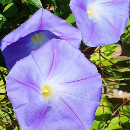 Ipomoea grandiflora - Prunkwinde - Kletterpflanzen