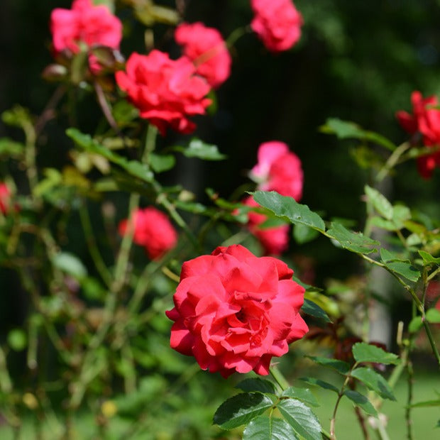 Strauchrose Shalom ® - Willemse