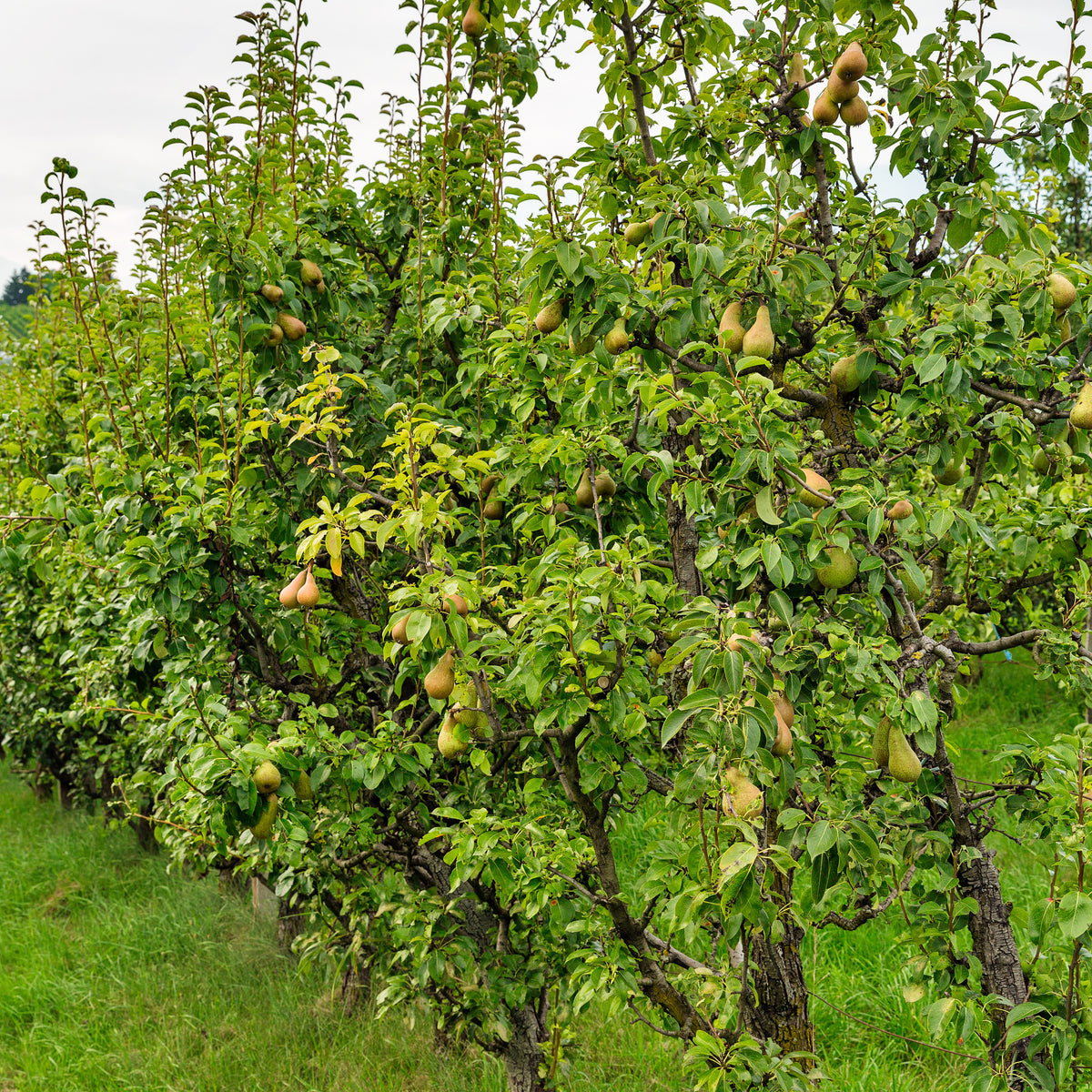 Birnbaum Conference - Pyrus communis Conférence - Willemse