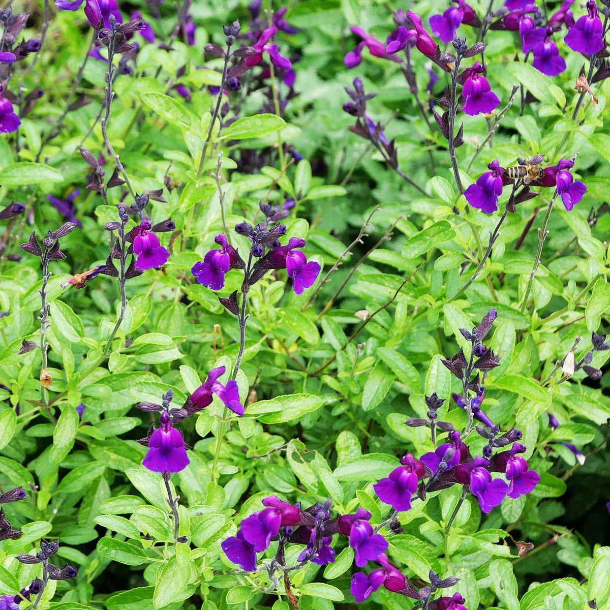Strauchsalbei ‘Violette de Loire®’ - Willemse