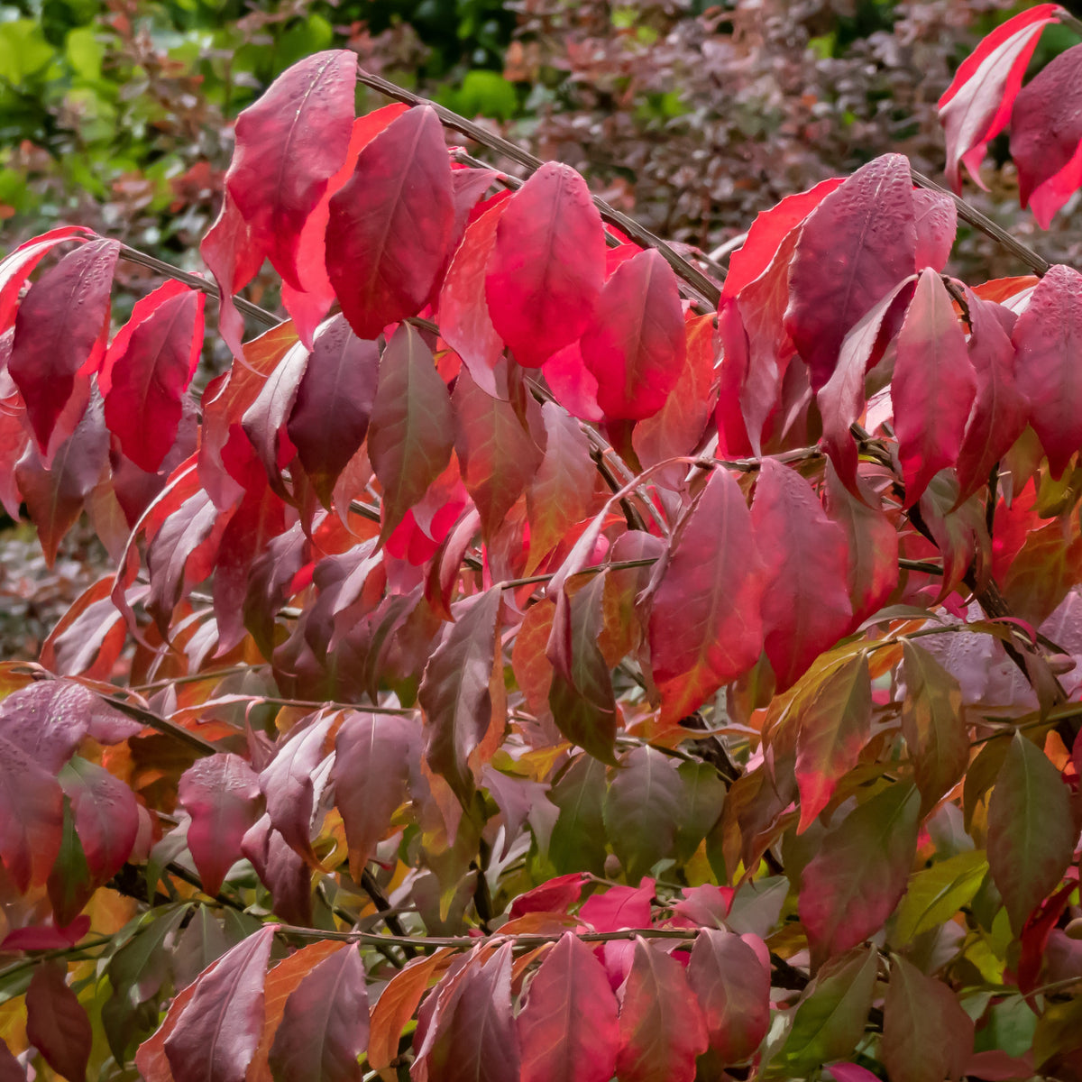 Flügelspindelstrauch - Euonymus alatus - Willemse