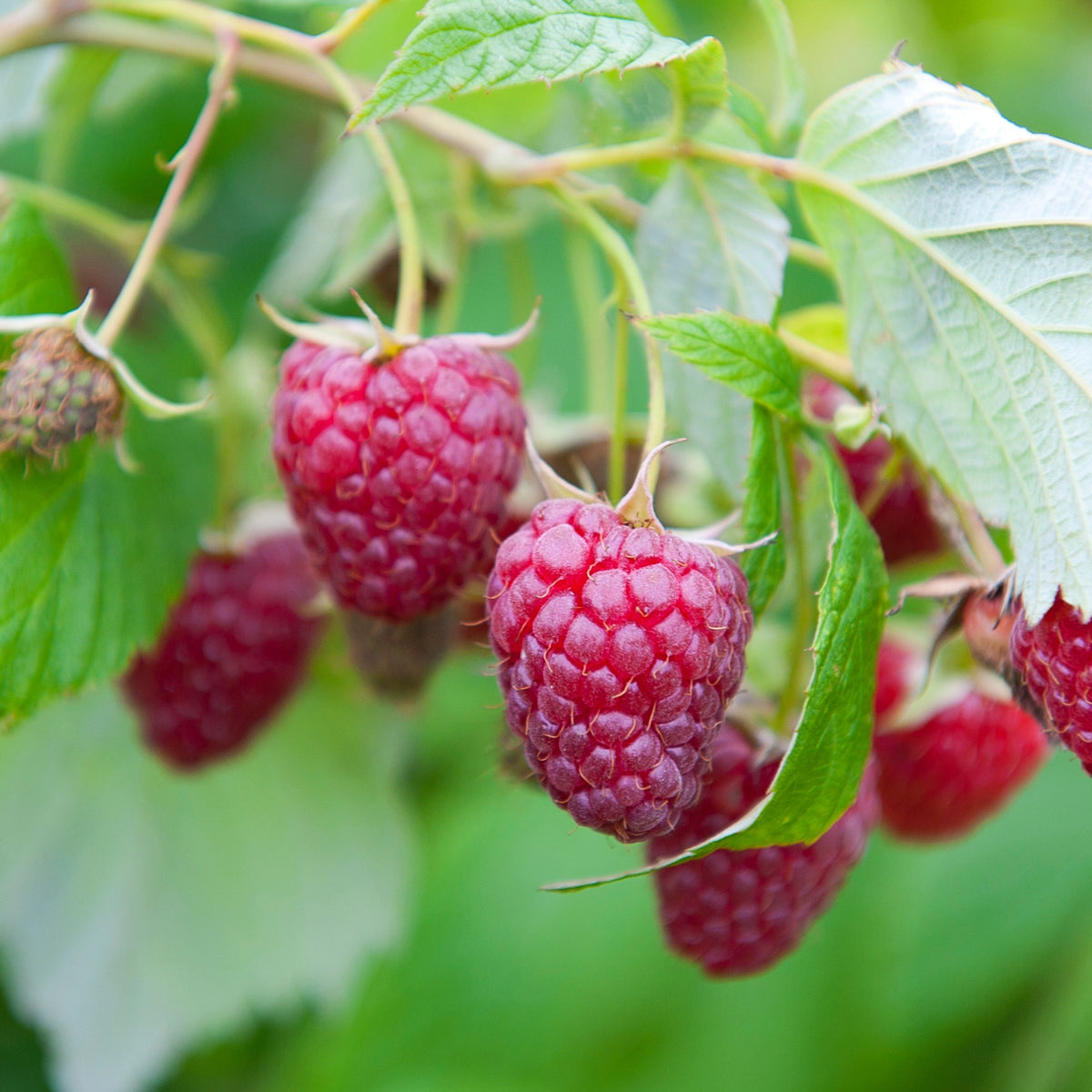 Obst-Kollektion Beerenfrüchte (x9)