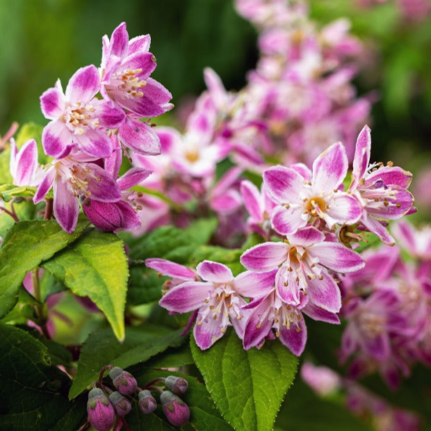 Erdbeerduft-Deutzie - Deutzia Strawberry Field - Willemse
