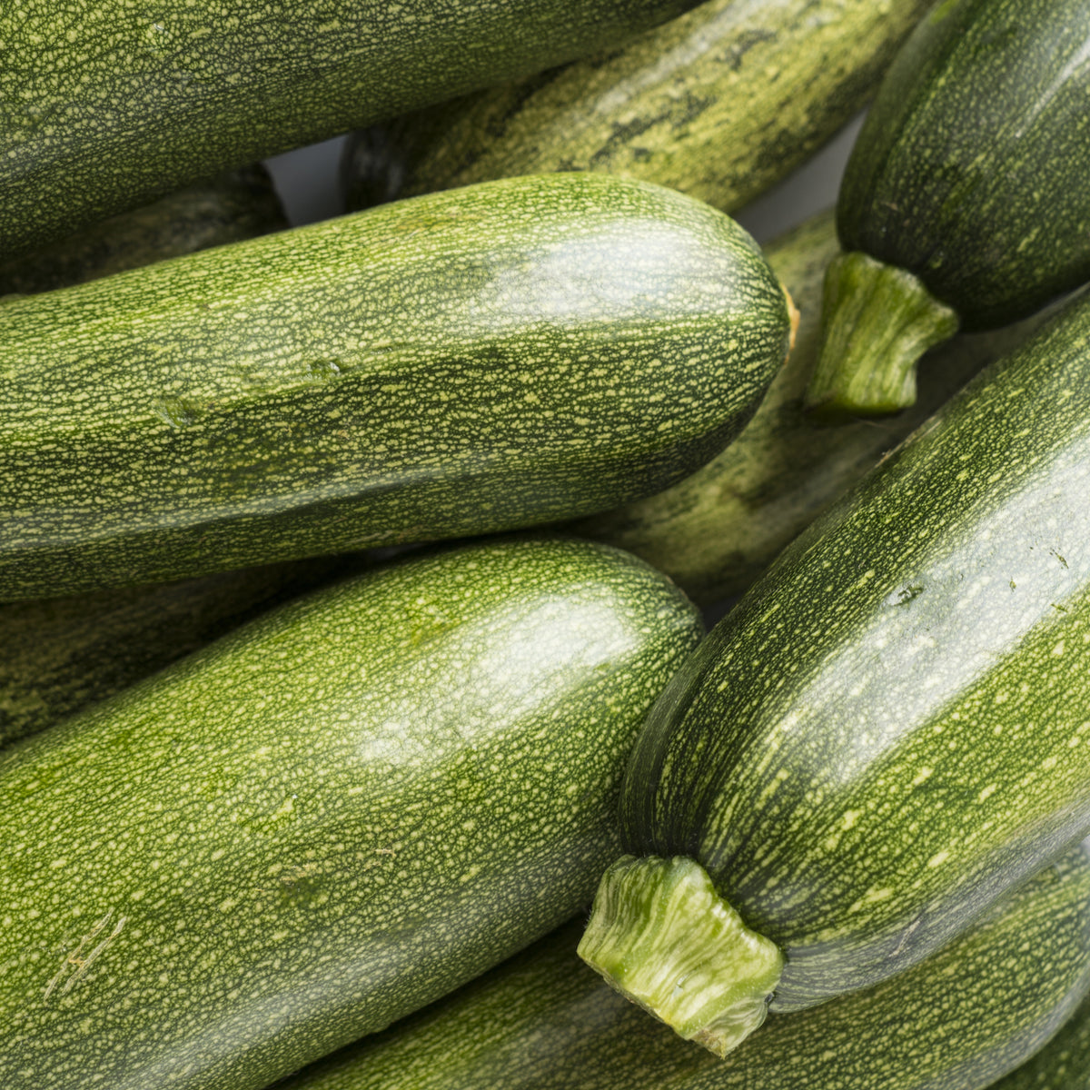 Zucchini Tarmino F1 - Cucurbita pepo Tarmino F1 - Willemse