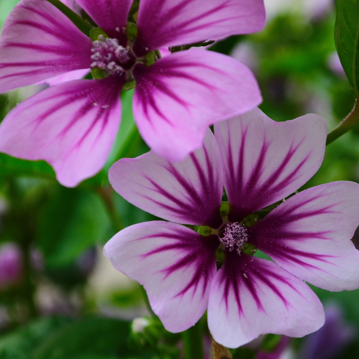 Wilde Malve Zebrina (x2) - Malva sylvestris Zebrina - Willemse