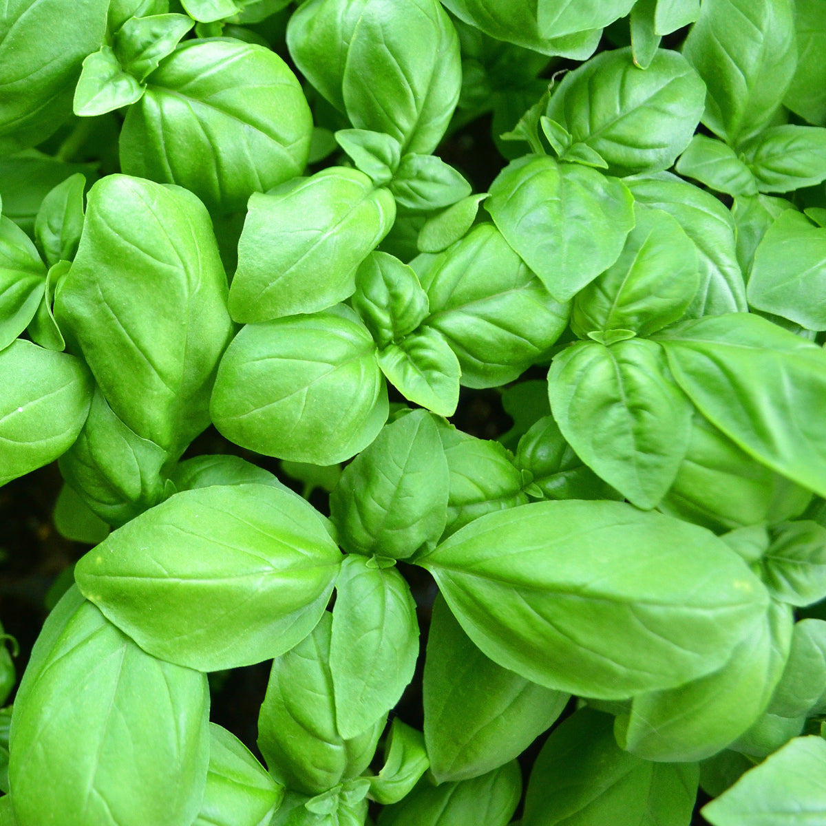 Basilikum ‘Grand Vert’ Pflanze - Ocimum basilicum - Willemse