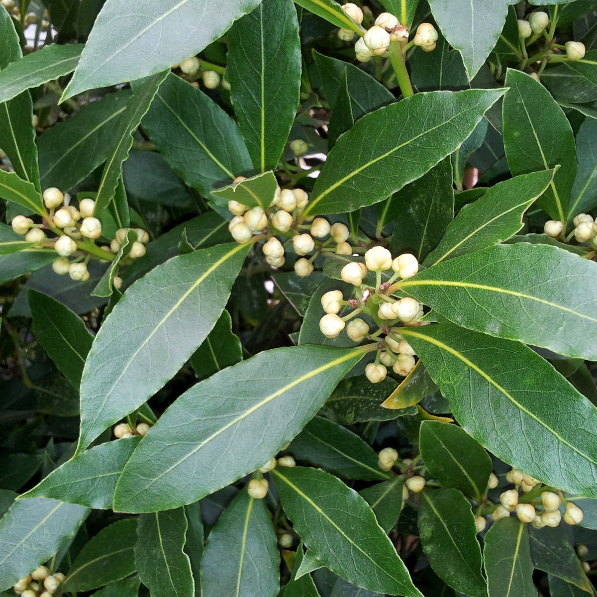 Lorbeer Pflanze - Laurus nobilis - Willemse