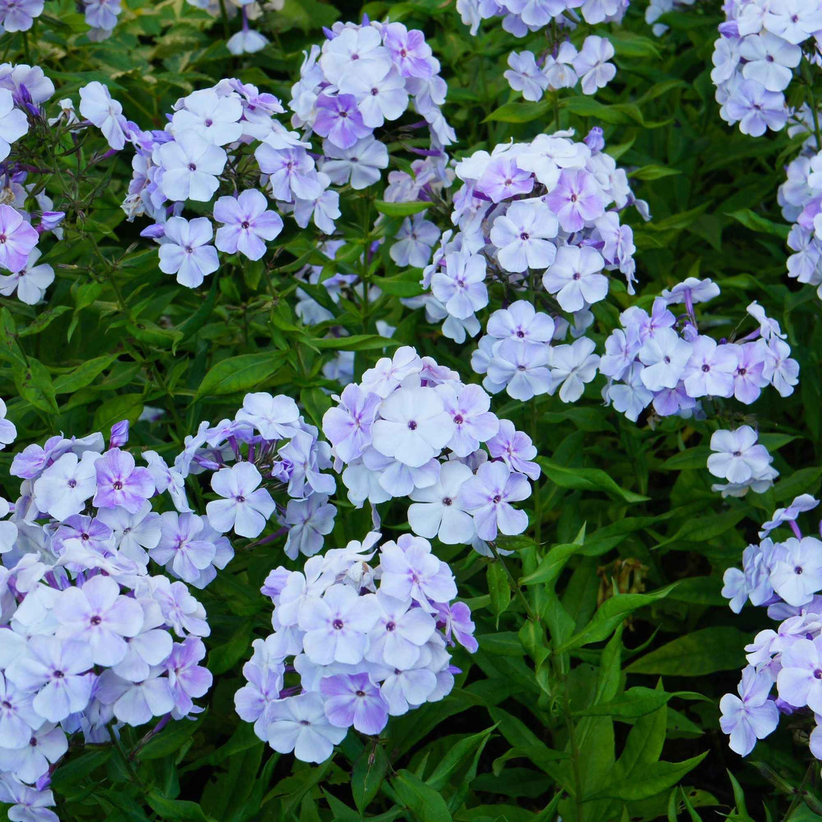 Flammenblume (rot, blau, weiß) (x3) - Phlox paniculata - Willemse