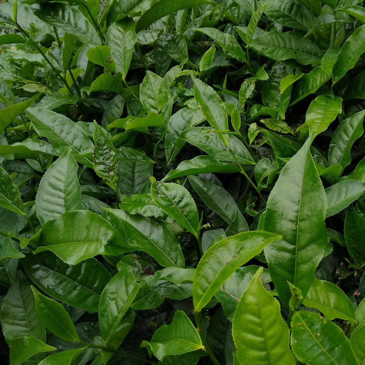 Teestrauch - Camellia sinensis - Willemse