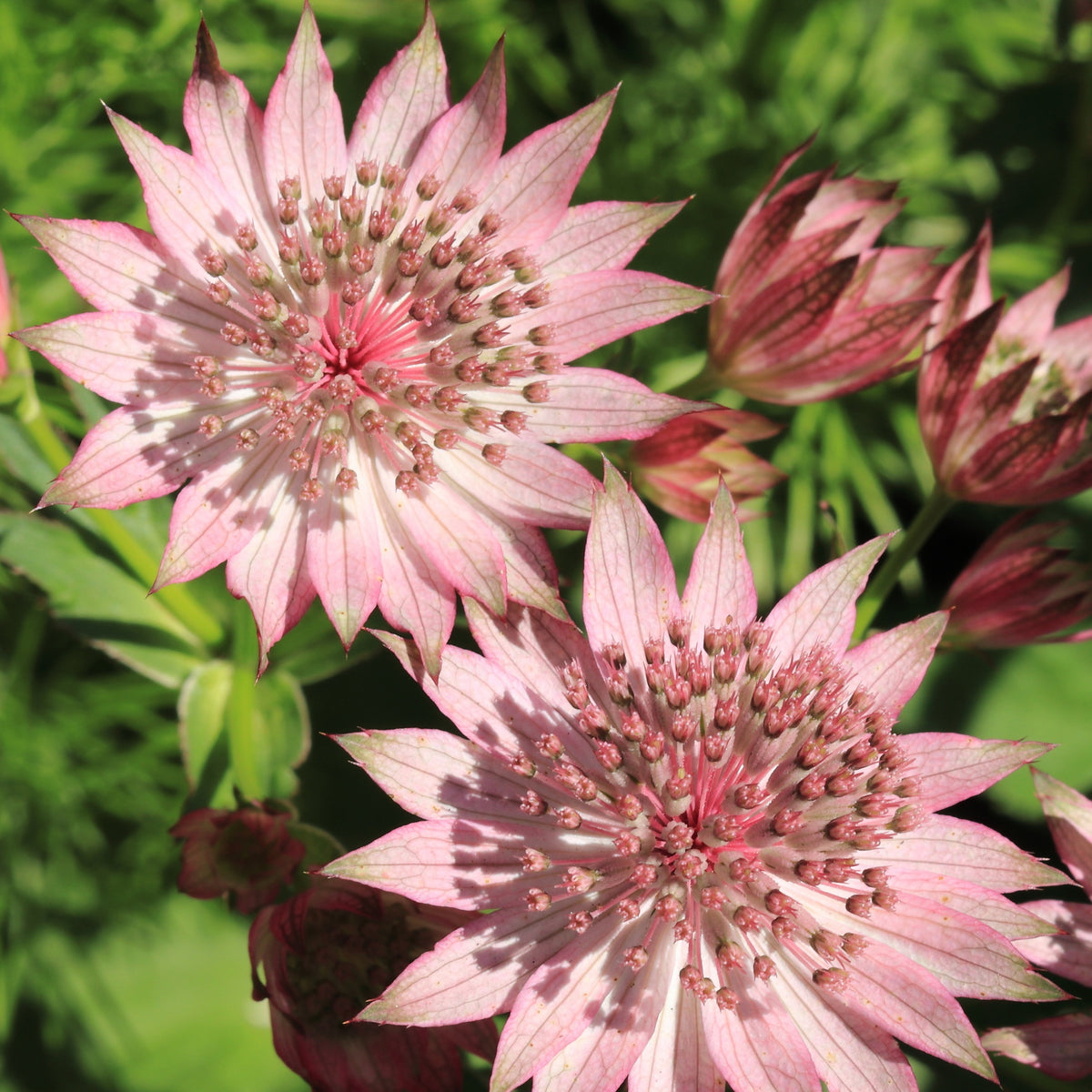 Sterndolde Rosea (x3) - Astrantia major rosea - Willemse