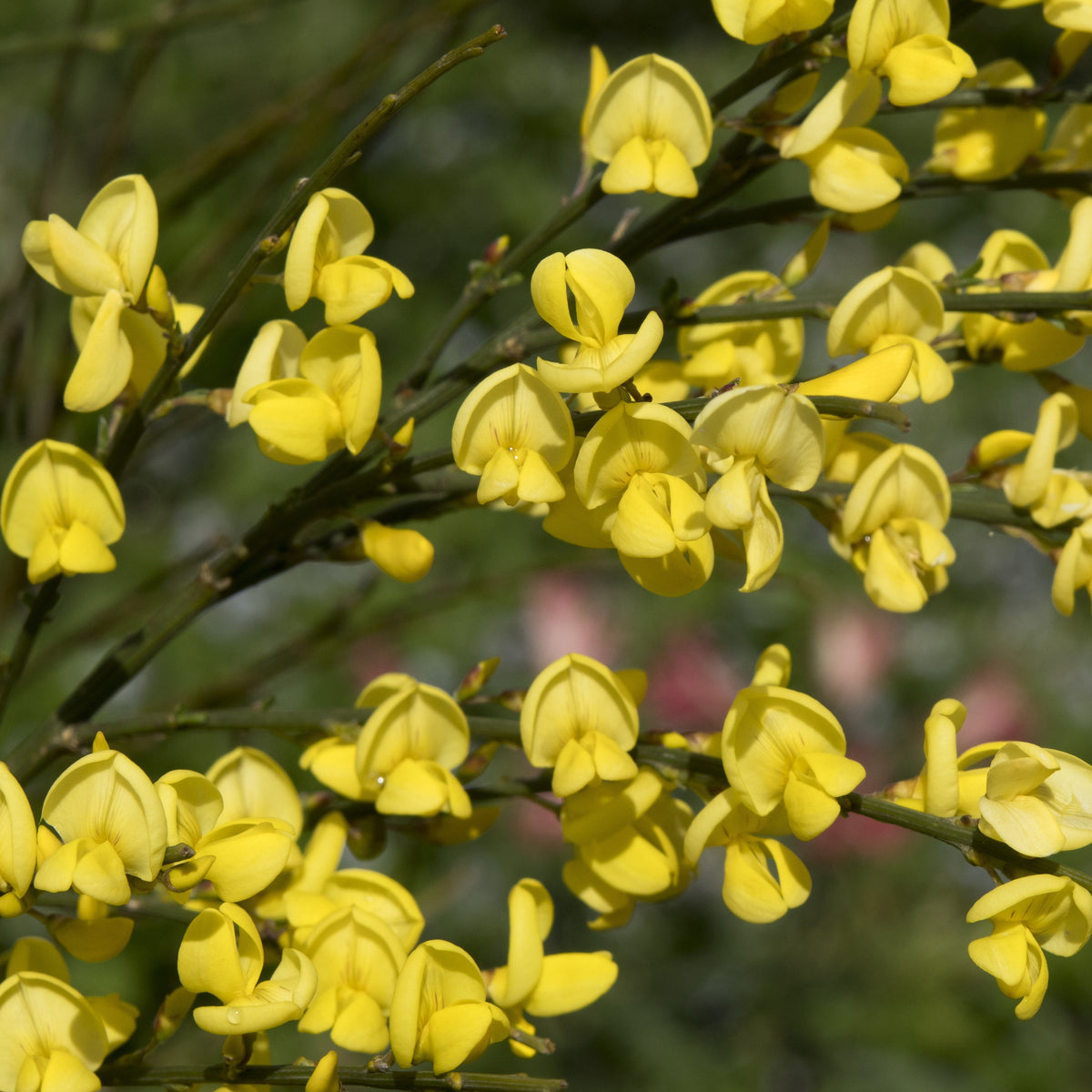 Farben Ginsterhecke weiß, rot und gelb (x3) - Cytisus praecox allgold, albus, boskoop ruby - Willemse