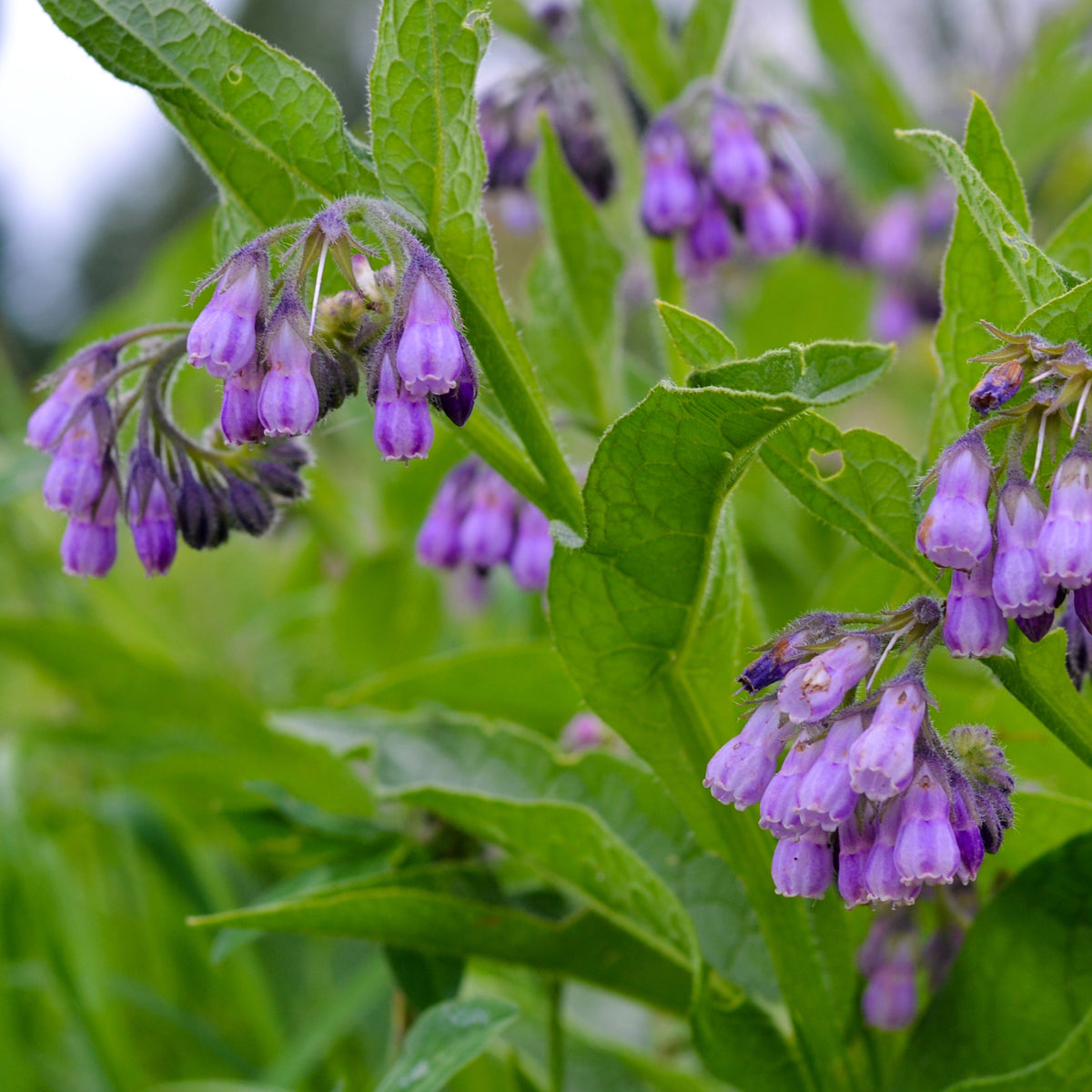 Großer Beinwell Purpureum - Willemse