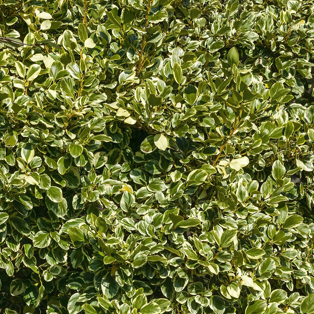 Küsten-Griselinie ‘Variegata’ - Willemse