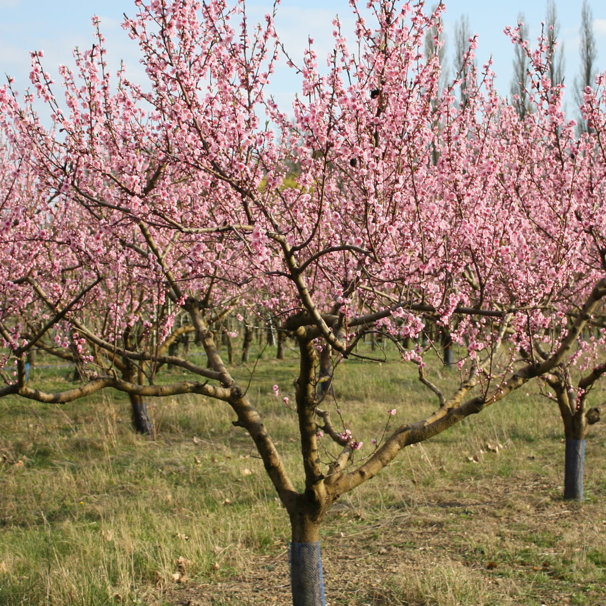 Pfirsichbaum Suncrest - Prunus persica suncrest - Willemse