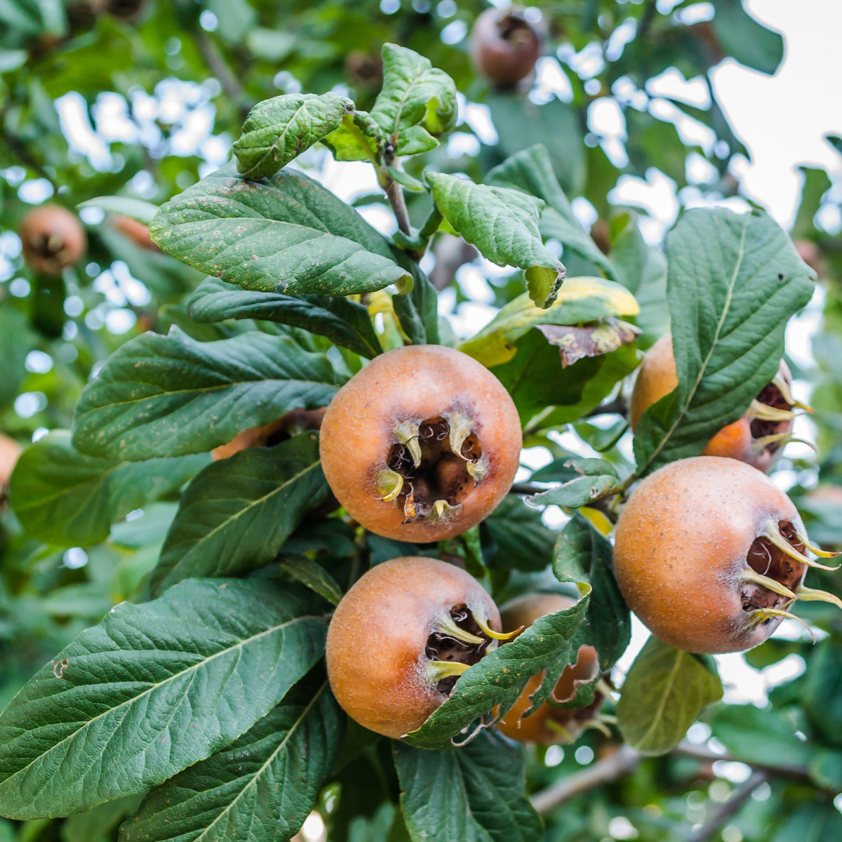 Echte Mispel - Mespilus germanica - Willemse