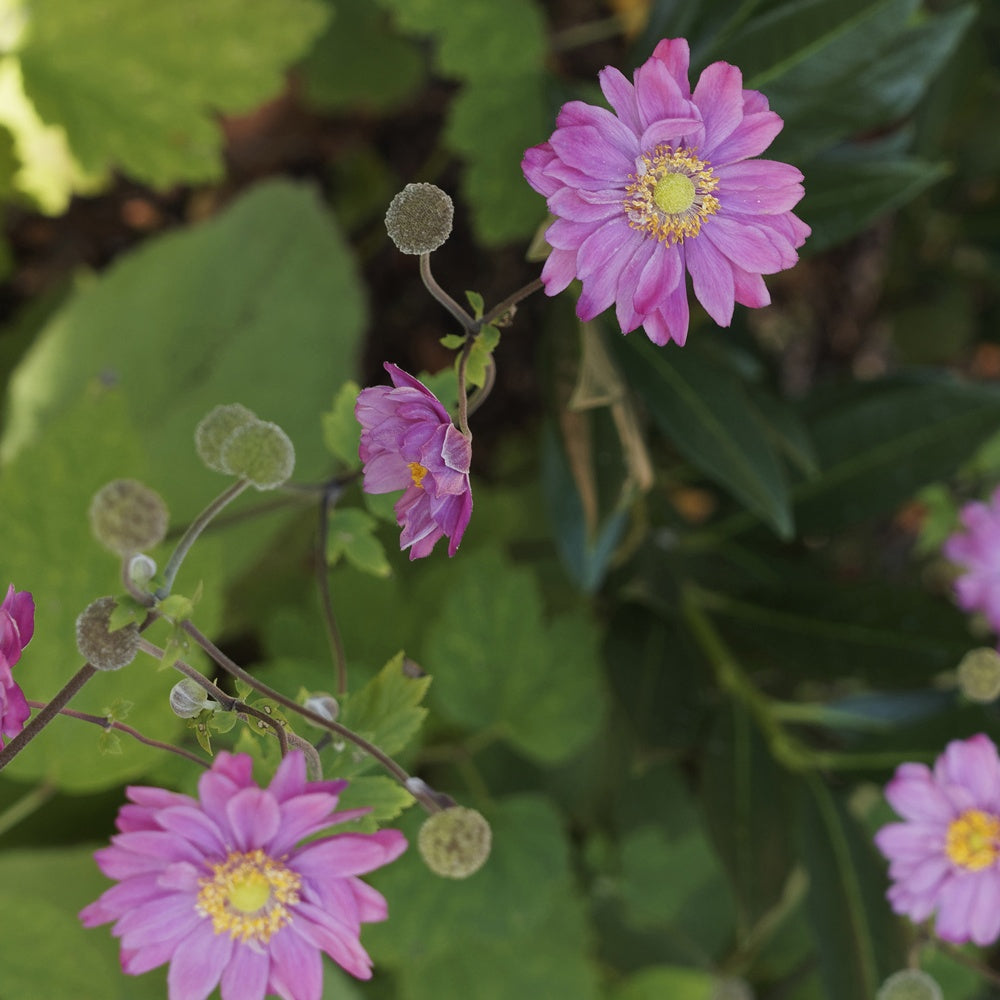 Anemone hybrida 'pamina' - Herbst-Anemone - Blühende Stauden