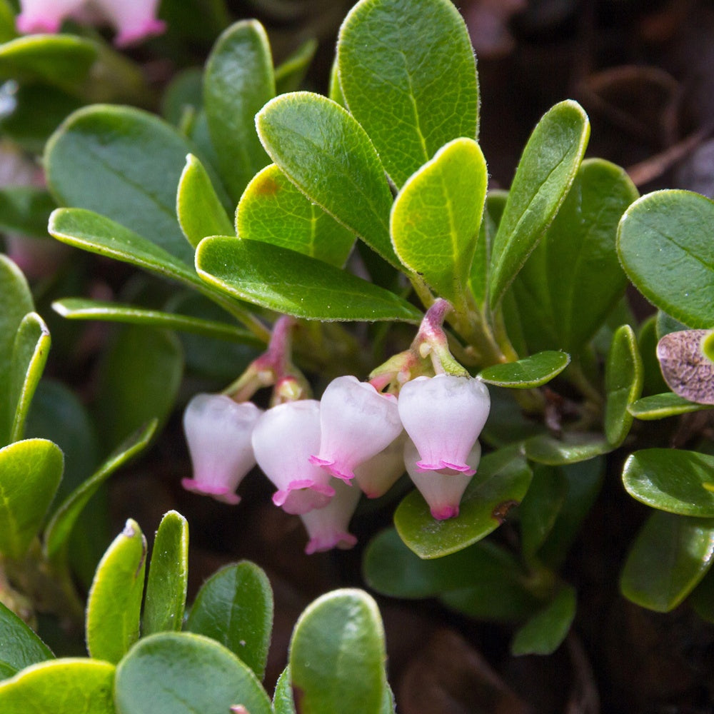 Bärentrauben - Arctostaphylos uva-ursi - Willemse