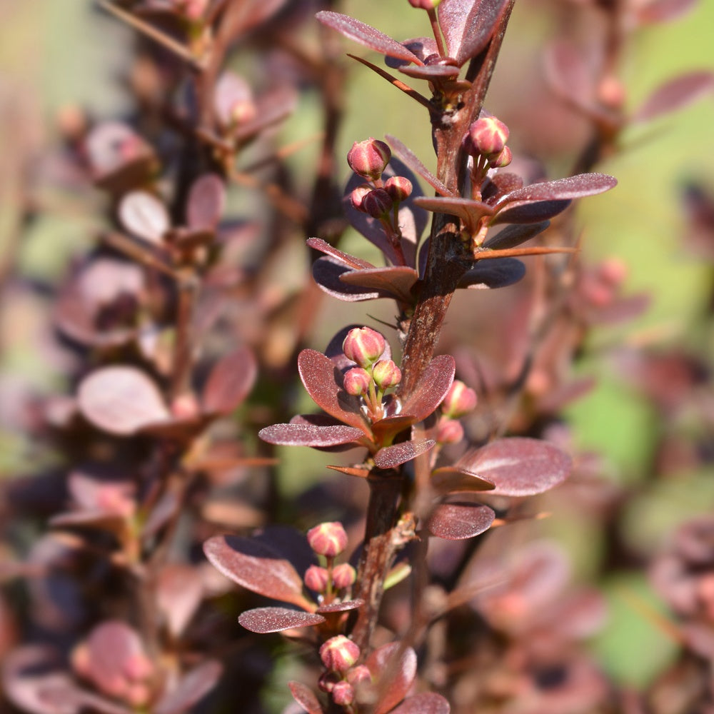 Sauerdorn Helmond Pillar - Berberis thunbergii Helmond Pillar - Willemse
