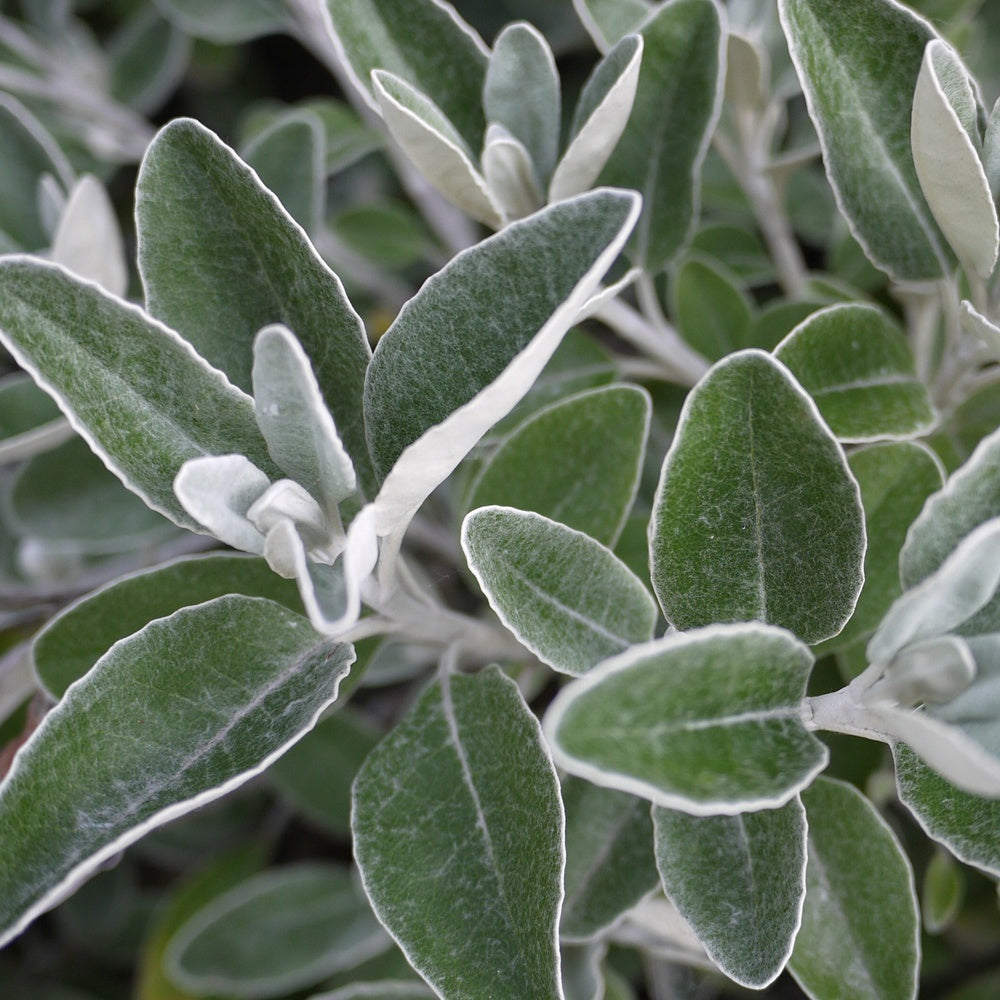 Greiskraut - Senecio compacta Drysdale - Willemse
