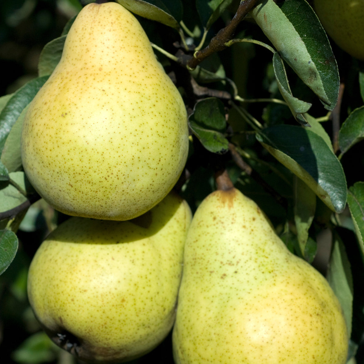 Birnen-Kollektion 'Conférence', 'Williams', 'Doyenné du Comice' - Pyrus communis conférence, william's, doyenné du comice - Willemse
