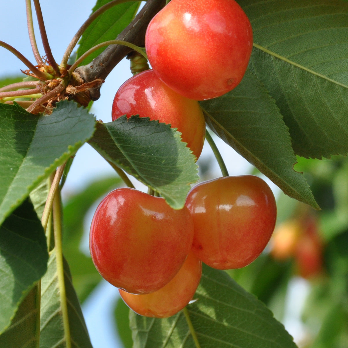 Süßkirschen-Kollektion ‘Napoléon’, ‘Van’, ‘Summit’ (x3) - Prunus avium napoléon, van, summit - Willemse