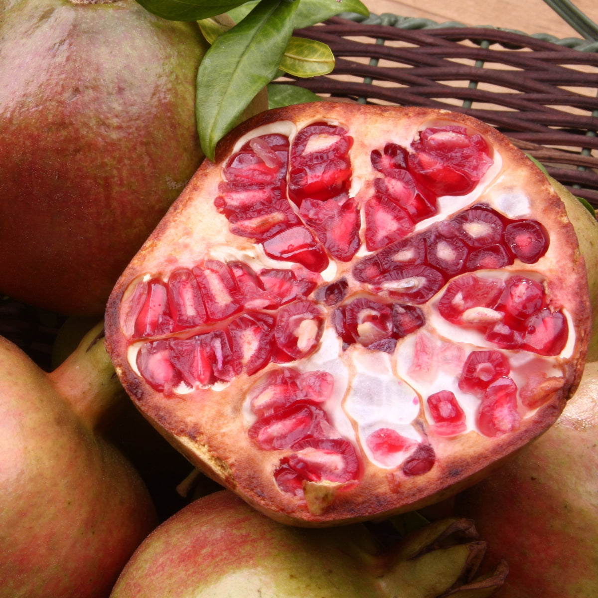 Granatapfel Fina Tendral - Willemse
