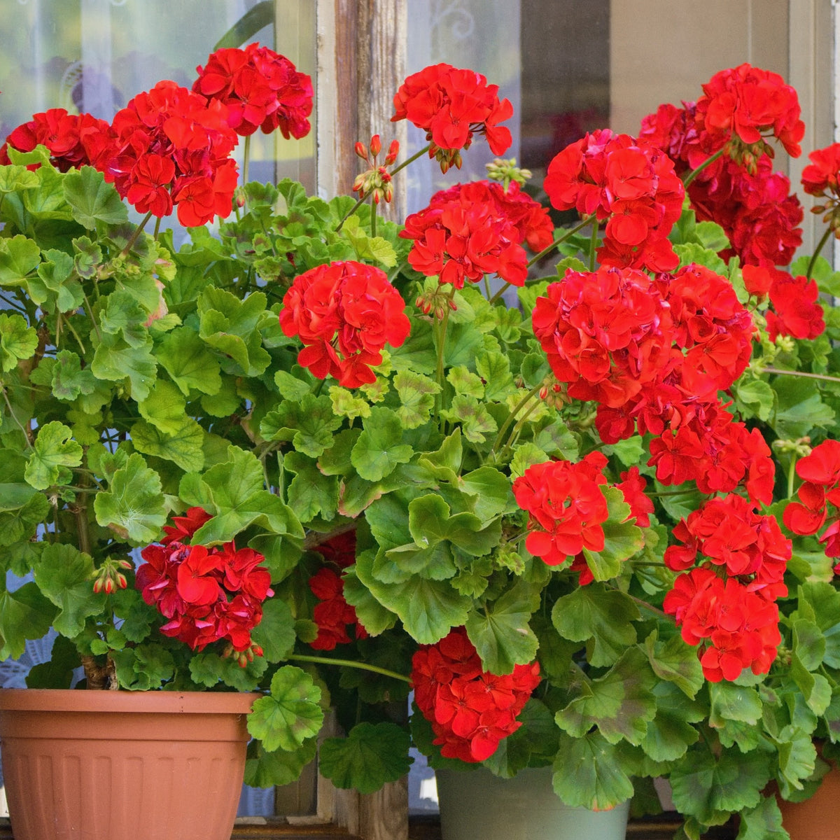 Verkauf Beetgeranien (rot, weiß, Dark Lilac) (x6) - Pelargonium zonale