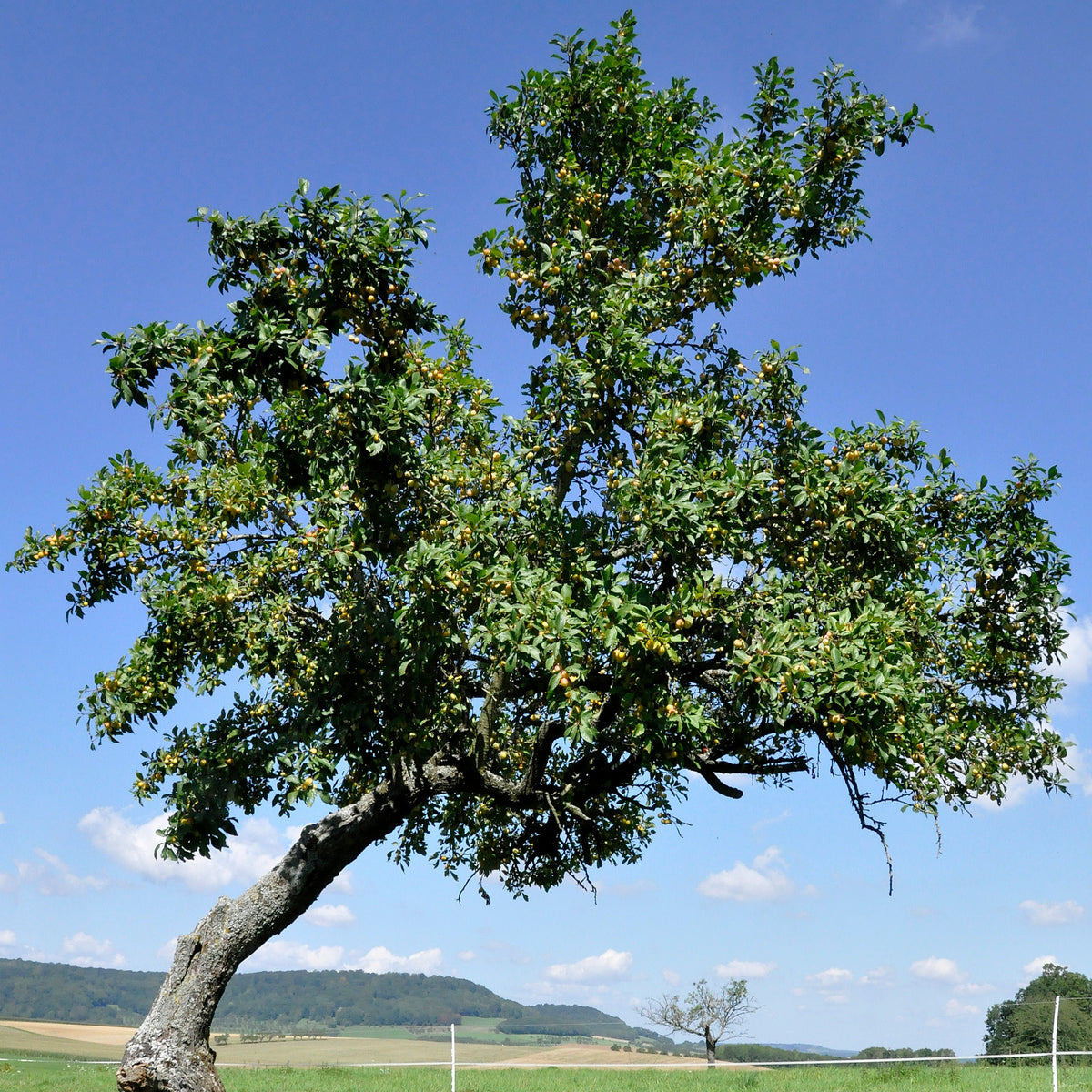 Pflaume ‘Reine-Claude d’Oullins’ - Prunus domestica Reine-Claude d'Oullins - Willemse