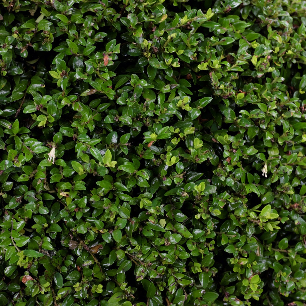 Heckenmyrte - Lonicera nitida - Willemse