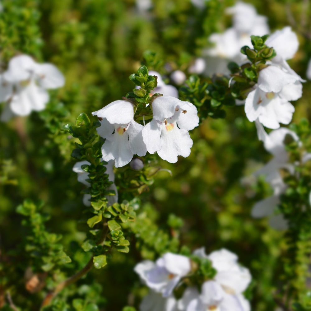 Australische Minze (Prostanthera) - Prostanthera cuneata - Willemse