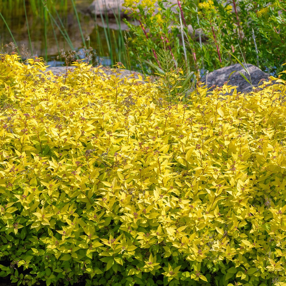 Japanischer Spierstrauch 'Goldmound' - Willemse